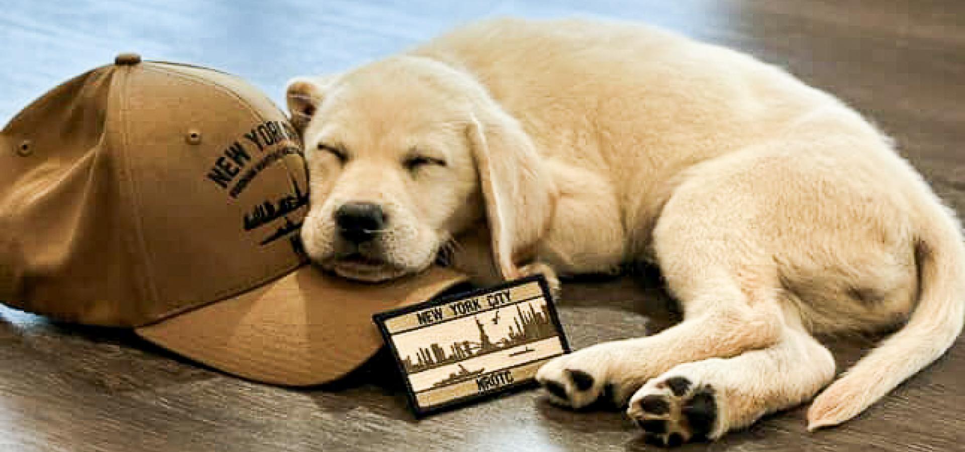 Paw-Fect Study Break