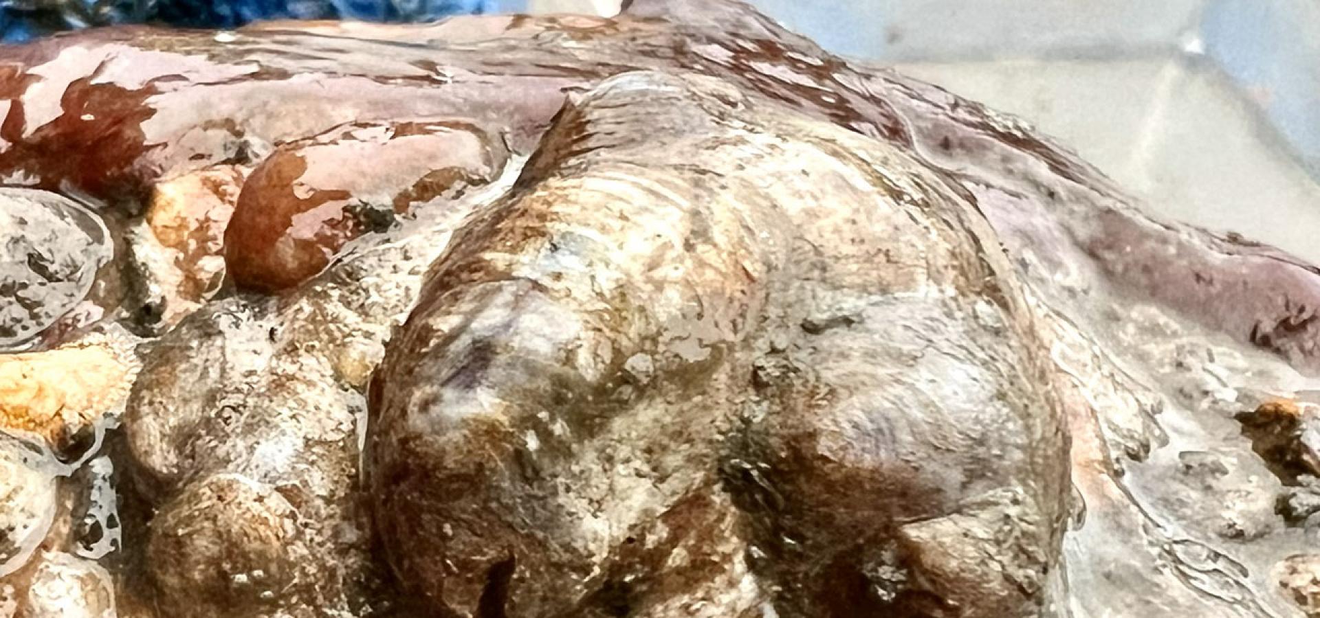 Maritime Students Help Restore NYC Waters Through Billion Oyster Project Partnership